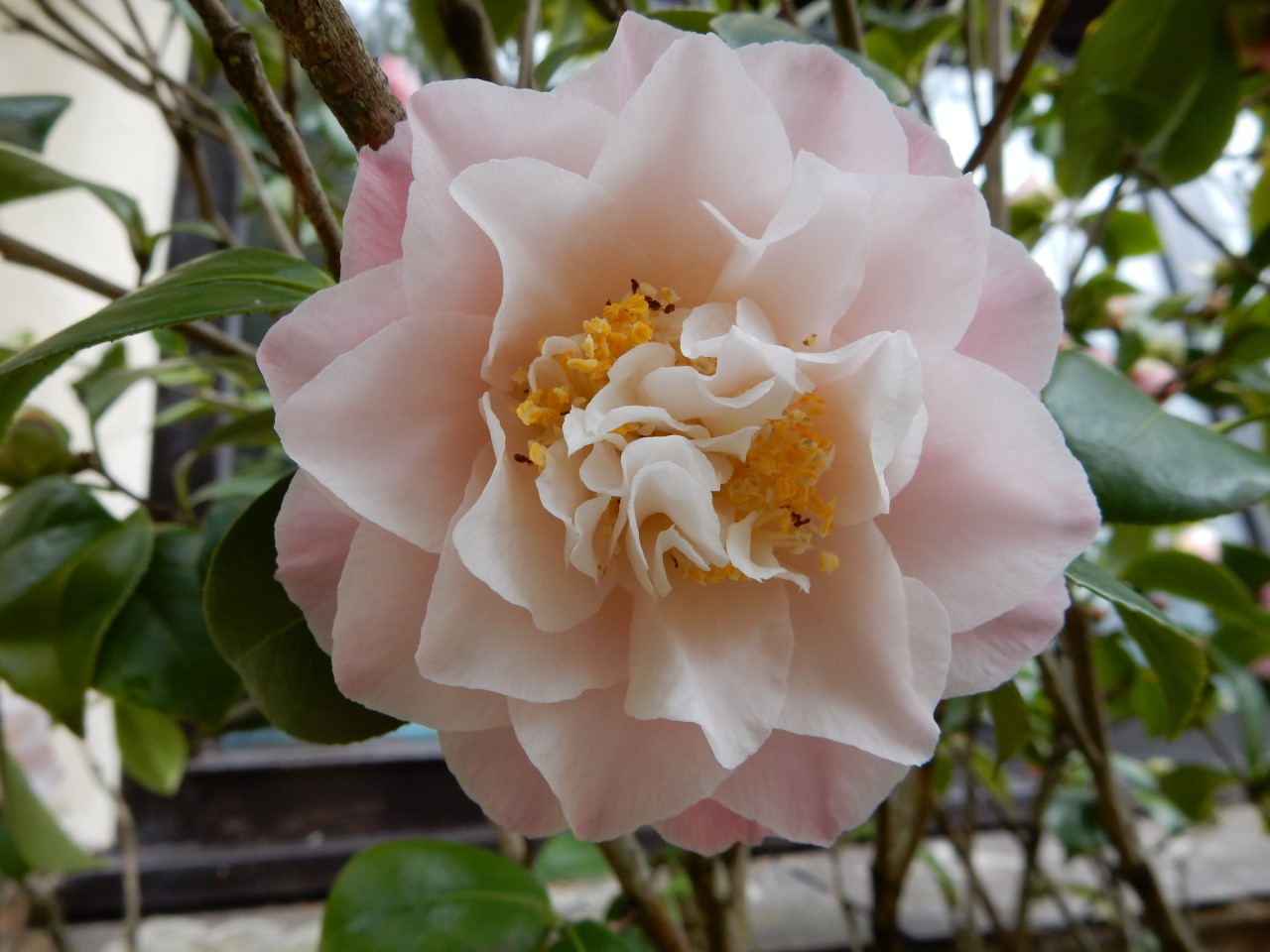 C. japonica 'Nuccio's Jewel' AGM